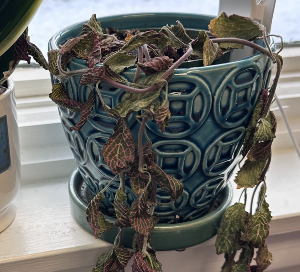 🐴 Let’s Get Back Up on That Horse Together